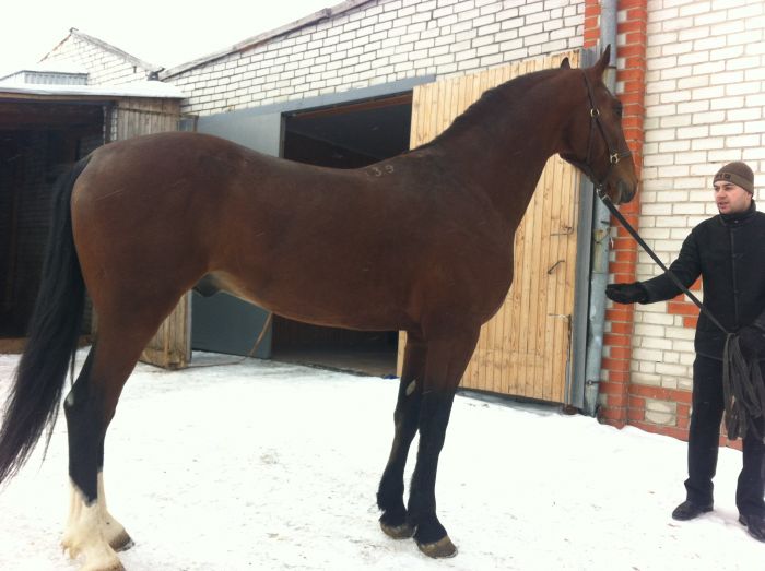 Продажа лошадей московской. Продаются лошади. Лошадь 170 в холке. Самая недорогая лошадь. Самая высокая лошадь в холке.